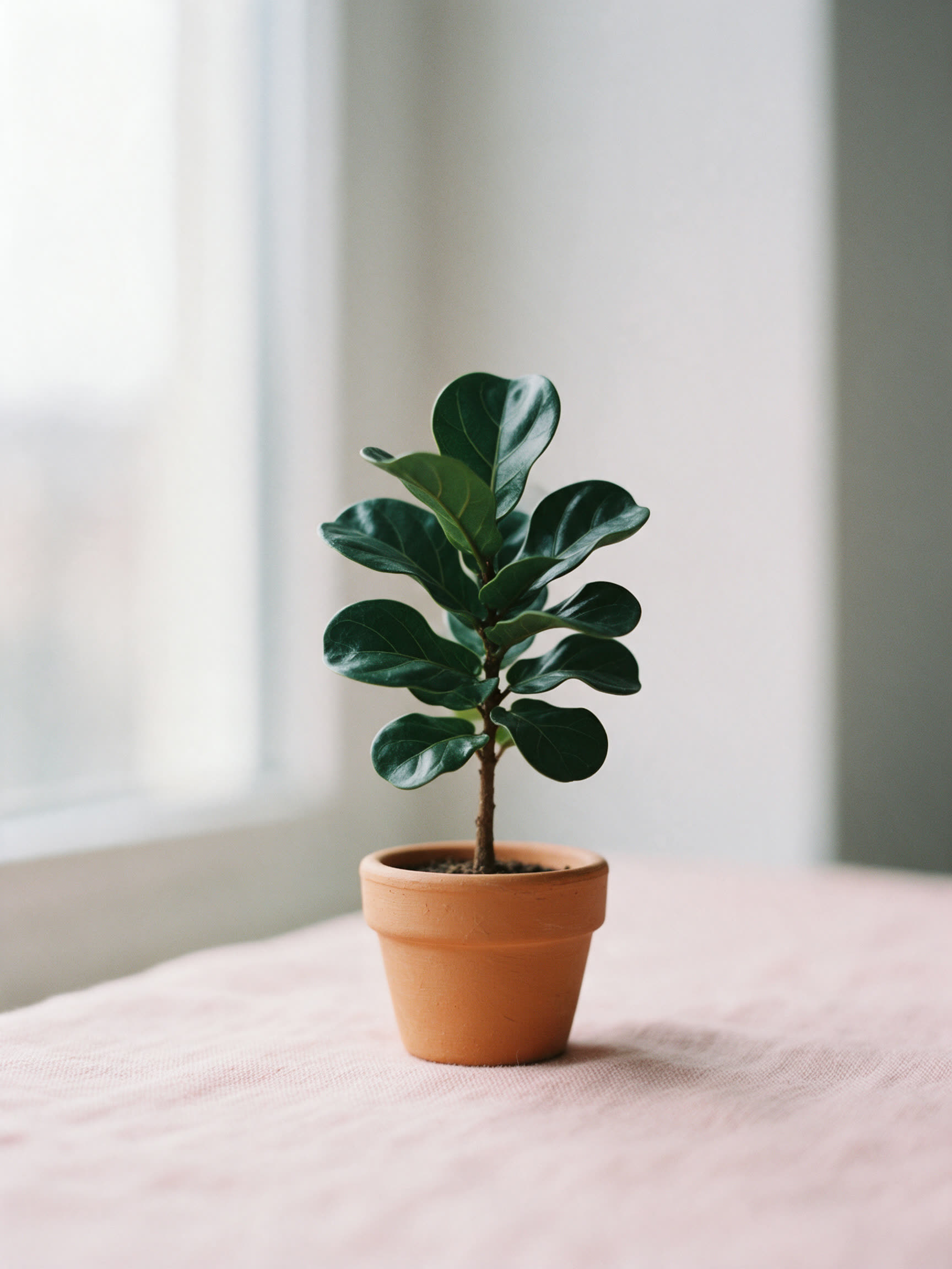 A miniature fiddle leaf fig tree in a small terracotta pot.