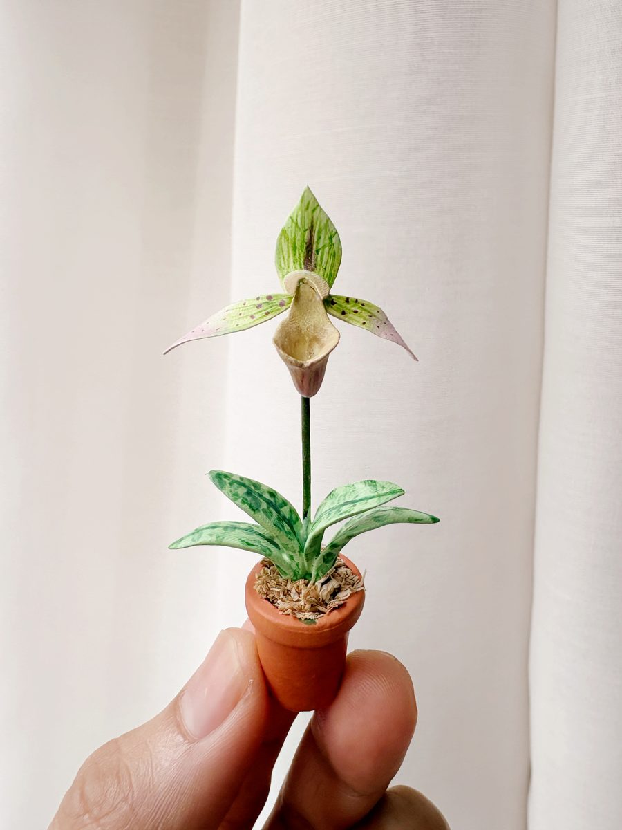 A tiny clay slipper orchid with one pale speckled flower, held between two fingers.